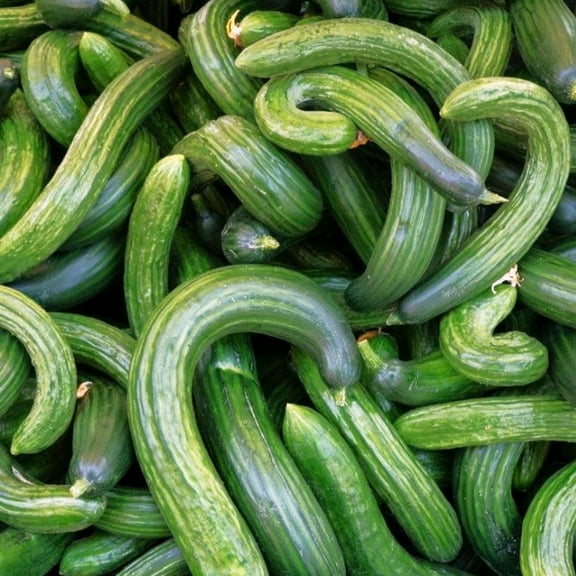 TomorrowSeeds - Metki Dark Green Armenian Cucumber Seeds - 100  Count - For 2026 Planting Yard Long