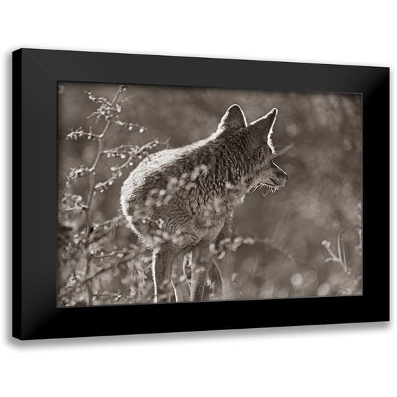 Fitzharris, Tim 14x12 Black Modern Framed Museum Art Print Titled - Coyote Scouting Sepia