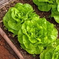thumbnail image 4 of TomorrowSeeds - 10 "Gardener's Favorites" Vegetable Seeds Mix Seeds - 2 Combination Packs, 4 of 11