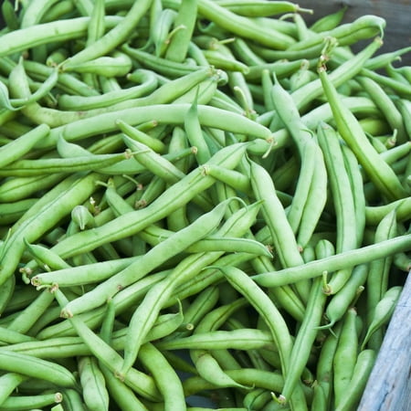 Strike Bush Bean Seeds - 1 Lb - Non-GMO Heirloom Green Snap Bean Seeds - Vegetable Garden Seeds