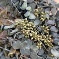 thumbnail image 3 of Bergamo Art 50" Preserved Decorative Real Eucalyptus Wreath in Green, 3 of 5