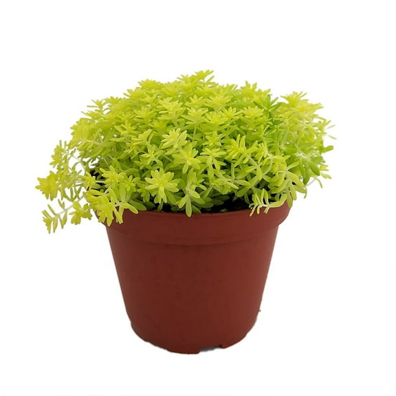 Fine Gold Leaf Sedum - Stonecrop - Fairy Garden - Indoors/Out - 2.5" Pot