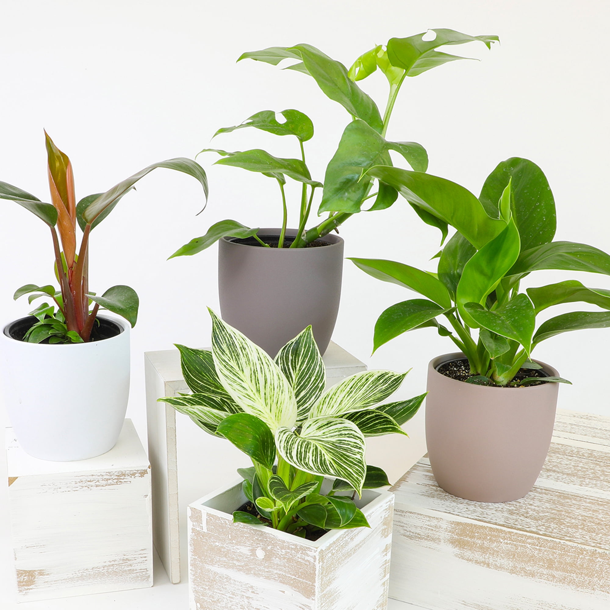 Element Live Philodendron Plant Variety Pack, 3 Easy Care Plants in 4.25in Pots