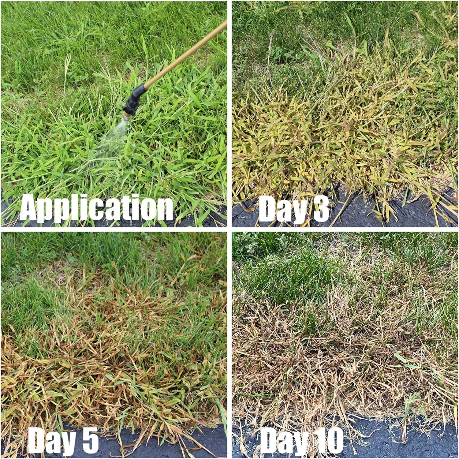 WJSP 1.5 L Liquid Herbicide for Crabgrass Control on Turfgrass Lawns Golf Courses