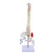thumbnail image 3 of Modelo de vertebral humana Baoblaze con soporte 45 cm, 3 of 8