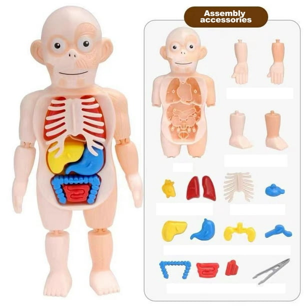 WREESH jouet pour enfants modèle de corps humain modèle d'assemblage  anatomique d'organe humain 3D 