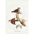 thumbnail image 2 of Gould, John 17x24 Black Modern Framed Museum Art Print Titled - Brown Tree-Creeper-Climacteris scandens, 2 of 4