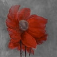 thumbnail image 3 of Atelier B Art Studio 20x20 Black Modern Framed Museum Art Print Titled - RED FLOWER IN THE WIND, 3 of 5