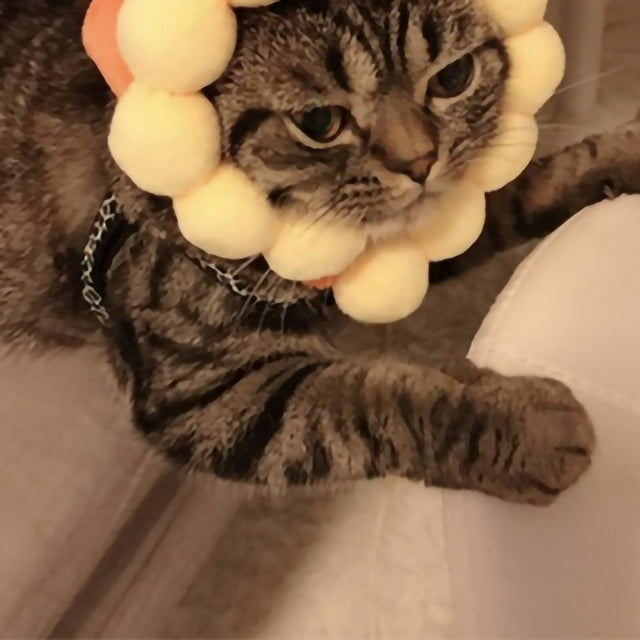 Cat Hat,Pet Hat Light Weight Cat Cap Pet Hat Costume Elevate Your Experience