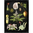thumbnail image 2 of Vision Studio 15x18 White Modern Wood Framed Museum Art Print Titled - Study in Botany III, 2 of 4