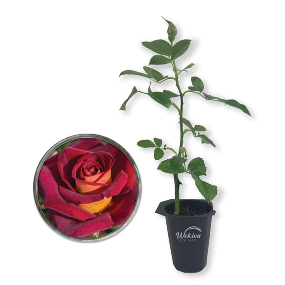 Dark Night Rose Bush - Live Starter Plant in a 2 Inch Pot - Beautifully Fragrant Heirloom Rose from Florida - A Versatile Beauty with a Rich Fragrance