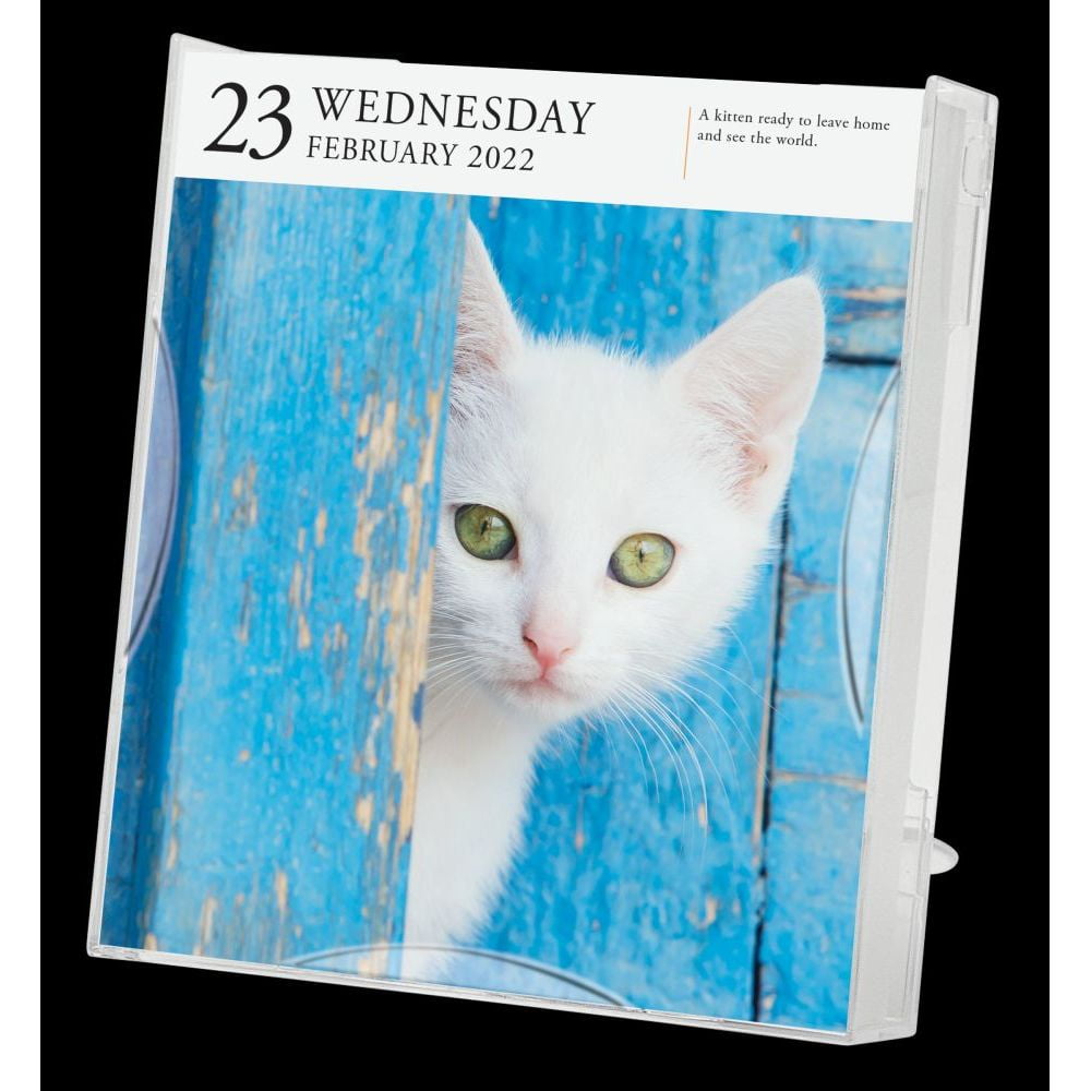 365 Cats Page A Day Calendar 2022 Cat Page-A-Day Gallery Calendar 2022 : A Year Of Protraits That Capture The  Independence, Attitude, And Grace Of 365 Felines. (Calendar) - Walmart.com