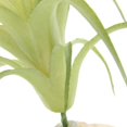 thumbnail image 3 of Planta de hojas de plástico para de agua , planta ultrarrealista con base, escondite para peces, , anfibios 2 Salvador Plantas de terrario de reptiles, 3 of 8