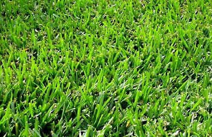 Desert Sun Marketing Blackjack Bermuda Grass Plant Seeds