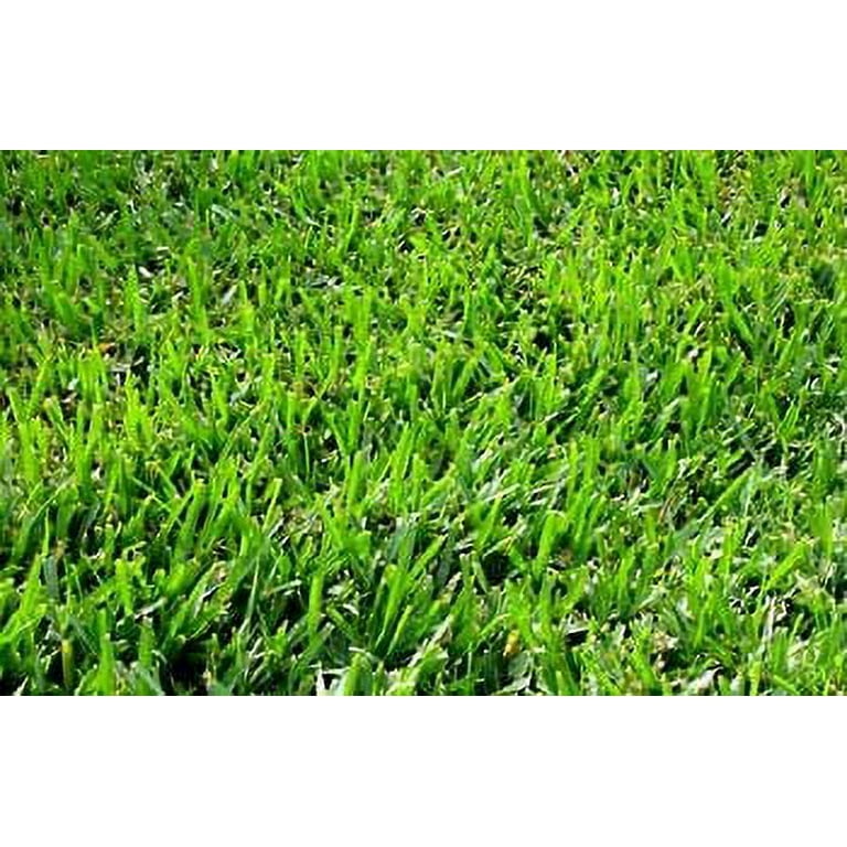 Blackjack bermuda grass seed deals