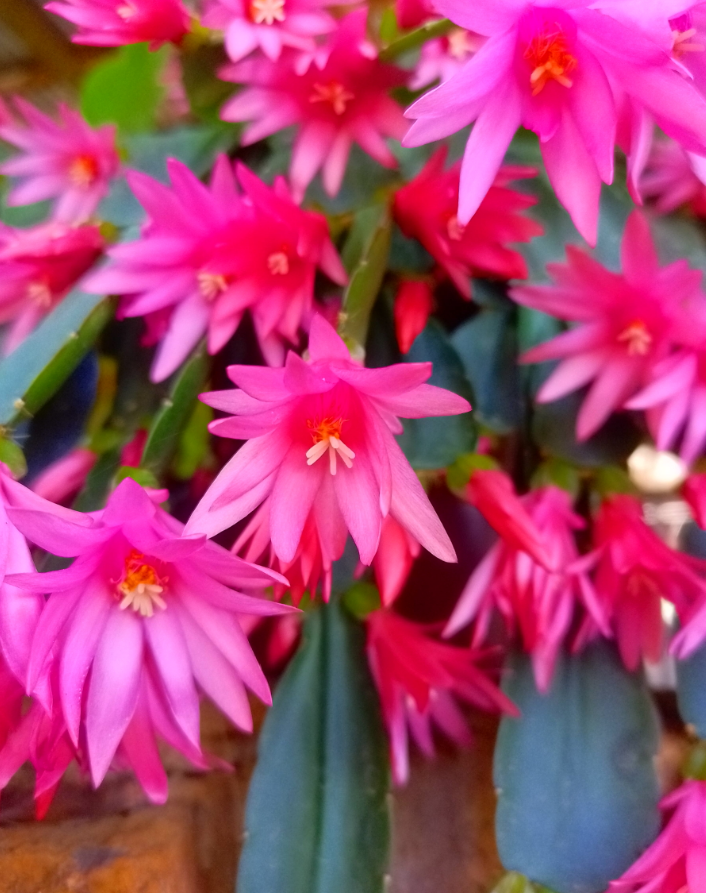 Pink Easter Cactus Plant Live for Planting, Spring Blooming Flowering Succulent Plant for Indoor Houseplant in 4 Inch Pot