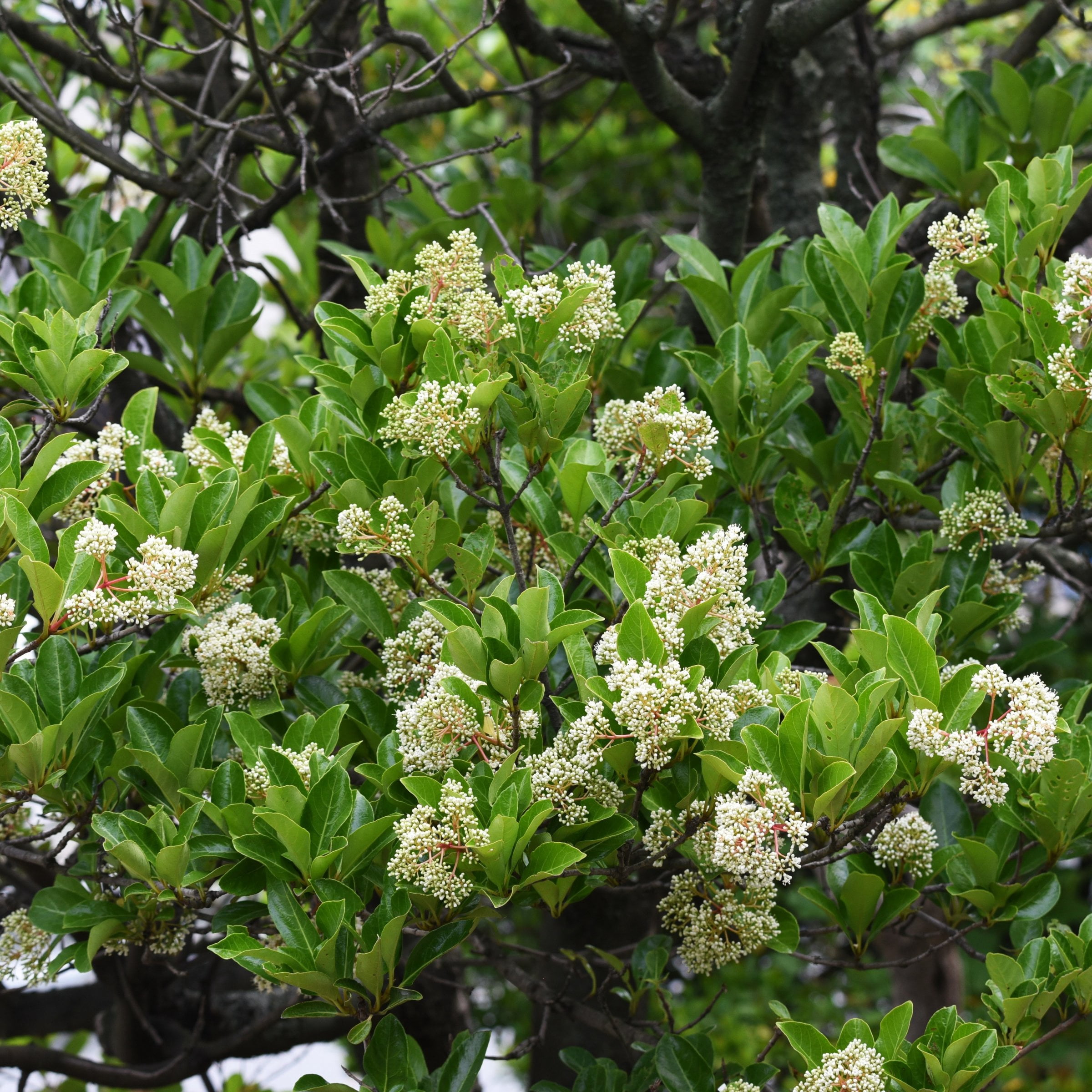 National Plant Network 3 Gal Viburnum Chindo Shrub with White Flowers