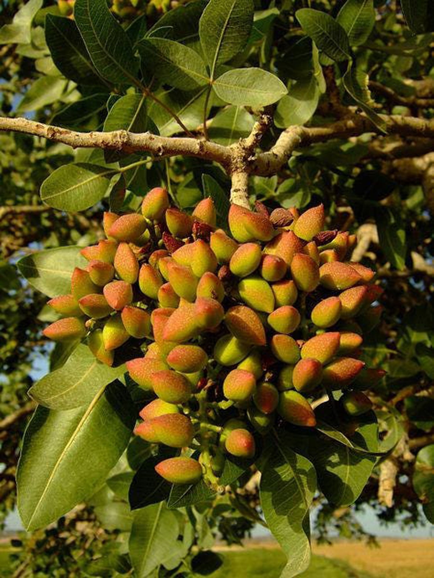 4183 pistàcchio 920mm×560mm Seedville USA Pistachio Nut Tree Seeds, Pistacia Vera, Red Flowers
