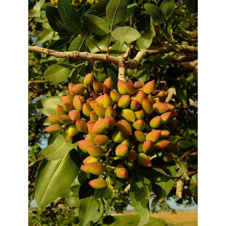 Seedville USA Pistachio Nut Tree Seeds, Pistacia Vera, Red