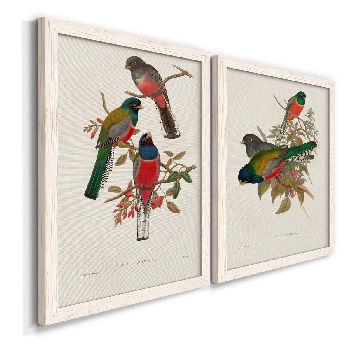 Elegant Trogons IX - Premium Framed Canvas 2 Piece Set - Ready to Hang