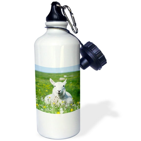 3dRose, Cheviot Sheep grazing in Machair on the Isle of Harris, Scotland, Flip Straw 21oz Water Bottle