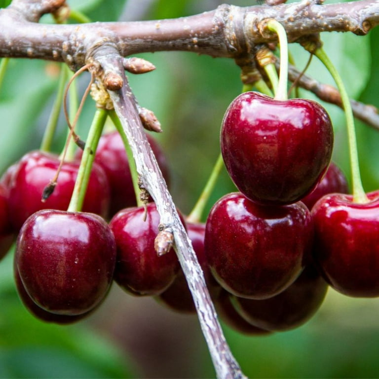 Expert Gardener 3-4 ft tall Lapins Fruiting Cherry Live Tree in 7