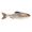 Live Croaker, variant on 6th Sense Panorama Plump Soft Plastic Swimbait with Thick Baitfish Profile and Natural Tail Action
