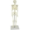 Walter Products Human Skeleton Model, Half Size 33", 84 cm