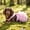 Pink1, variant on WOHAPY Upgrade Pet Dog Kitty Striped Dress, Cute Princess Skirt, for Small Dogs Cats, Multiple Sizes Blue L