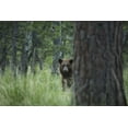 thumbnail image 2 of Grall, Don 24x17 Gold Ornate Wood Framed with Double Matting Museum Art Print Titled - Colorado A cinnamon phase black bear in forest, 2 of 4
