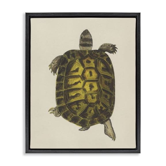 Stupell Industries Traditional Vintage Maritime Tortoise Black Floating Frame Canvas Art, 17 x 21, by Phillipa Katz