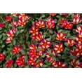 thumbnail image 5 of Expert Gardener 1.5gal Multicolor Portulaca Live Annual Plant Hanging Basket Sun, 5 of 8