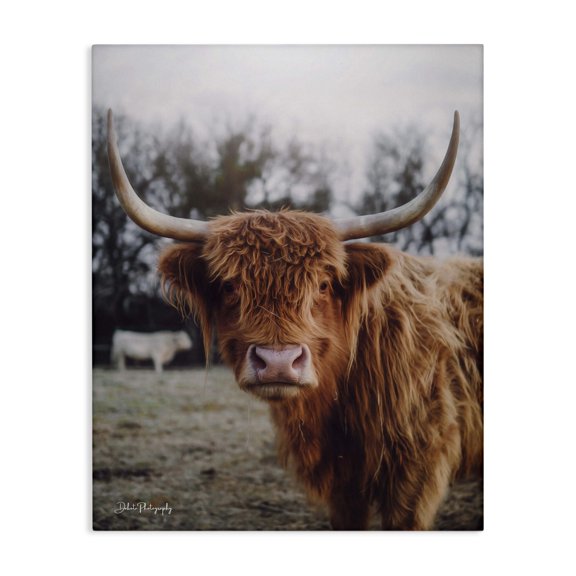 Stupell Industries Rustic Lodge Highland Cattle Cow Gazing Warm Sunny Portrait Canvas Art, 16 x 20, by Dakota Diener
