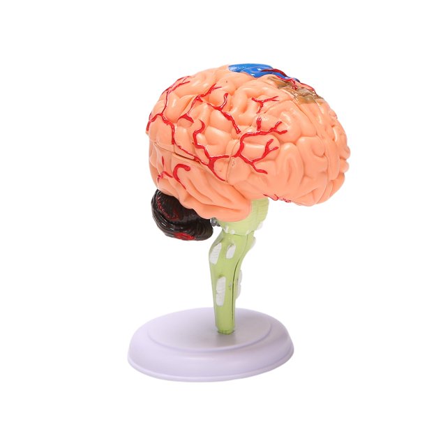 4D Assembled Human Anatomical Model Brain Model Brain Structure Model