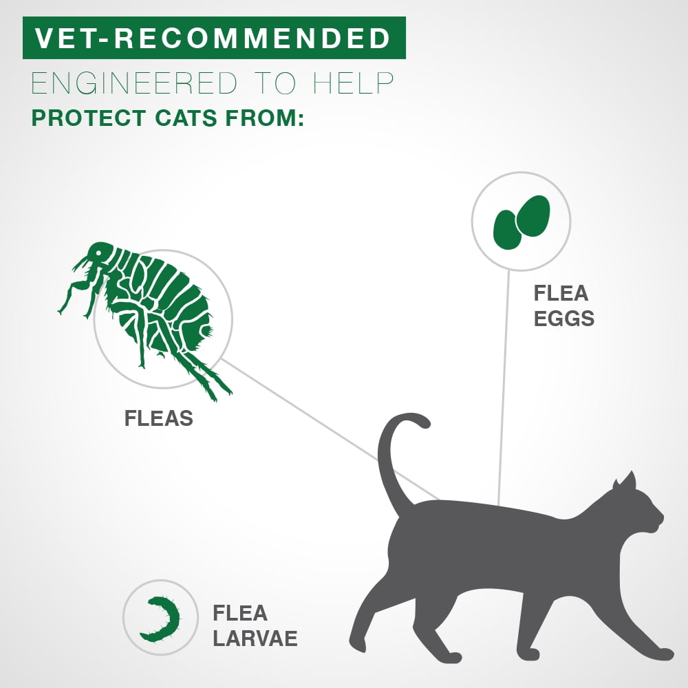 flea dip for cats walmart