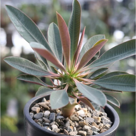 5 Euphorbia Pachypodioides Seeds for Planting - Exotic Succulent Cactus - Rare Succulent