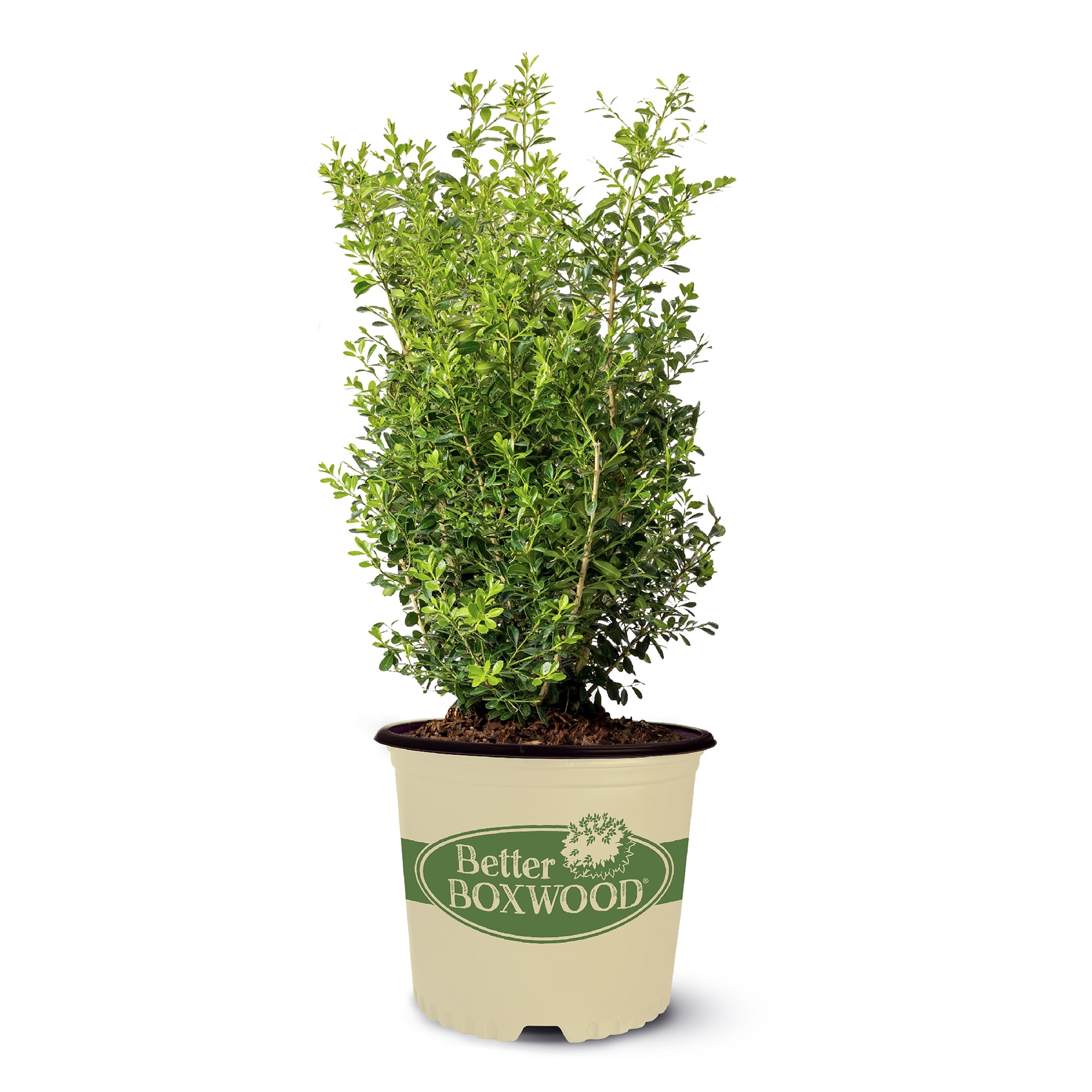 Better Boxwood Heritage Boxwood Everg...