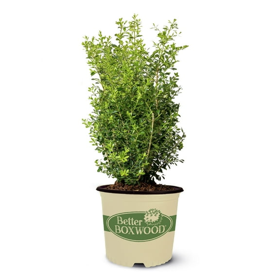 Better Boxwood Skylight Live Shrub (2 Gallon)