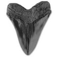 thumbnail image 4 of Dientes de tiburón resina fácil limpio realista en forma especialidades fósiles megalodon diente para aprender regalos de decoración de halloween negro Yuarrent HA011482-00B, 4 of 7
