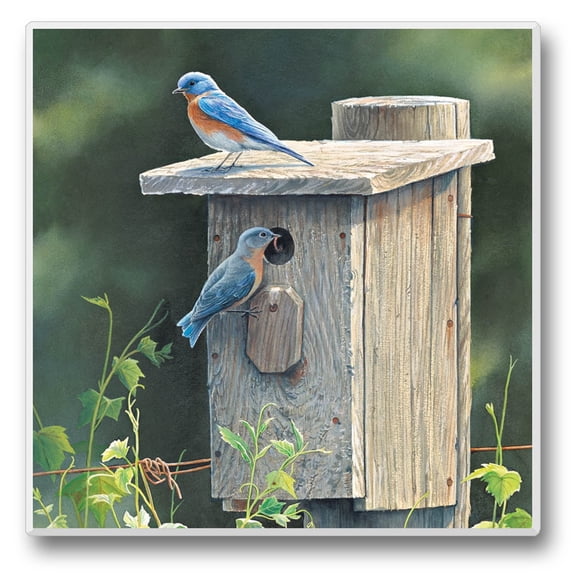 Thirstystone Bluebirds Single Absorbent Stone Coaster Create Your Own Set