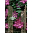 thumbnail image 2 of Rotenberg, Nancy 11x14 Gold Ornate Wood Framed with Double Matting Museum Art Print Titled - PA, Luna moth on fence with pink clematis flowers, 2 of 4
