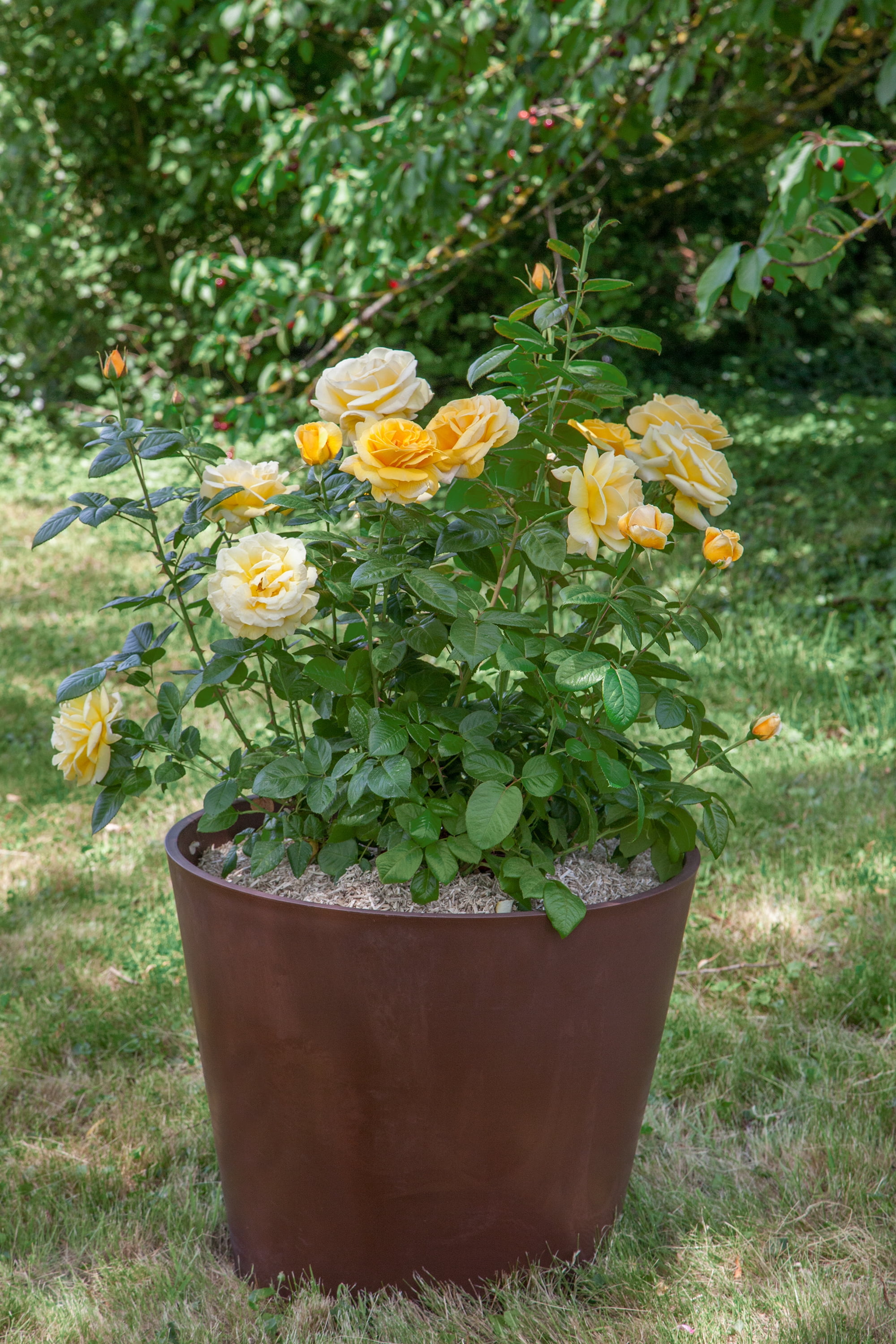 Scentables™ Live Bareroot Michelangelo ™ Hybrid Tea Rose with Full Sunlight - 2 Piece