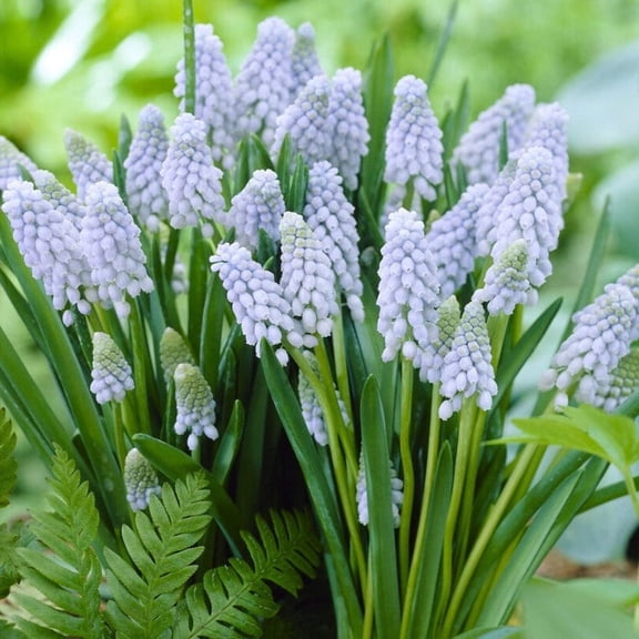 Easy to Grow Muscari Grape Hyacinth Valerie Finnis 10 Plant Bulbs Spring Zone 4-8