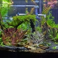 thumbnail image 6 of NICERIO 5Pcs Duckweed Live Plant for Aquarium Decorative Resin Coral Tree Ornament for Fish Tank, 6 of 9