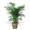 thumbnail image 2 of Areca Butterfly Palm - Chrysalidocarpus lutescens - Easy House Plant - 6" Pot, 2 of 4