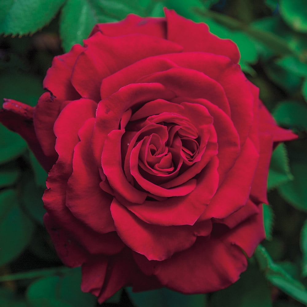 Heirloom Roses Rose Bush Lady In Red™ Red Climbing Rose , Live Rose