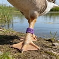 thumbnail image 4 of Purple Chicken Leg Bands Set Of 50 Numbered Poultry Identification Rings Clip On For Farm 16Mm Plastic, 4 of 6