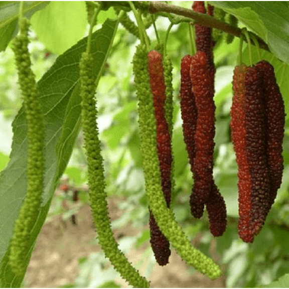 Live Pakistan Mulberry Tree Black Mulberry Fruit Plant Long Mulberries Plant Morus Macroura Seedlings 4-6"Tall