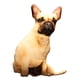 thumbnail image 1 of Lindos adornos, almohada, muñecos de peluche de algodón PP con forma de cachorro, muñeco de peluche suave. estilo A, 1 of 4