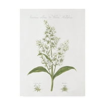 Trademark Fine Art 'Botany Book XI White Green' Canvas Art by Wild Apple Portfolio